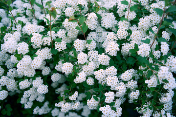 Bush Vanhoutte spirea. Spring blooming shrub with many white flowers - Spirea, general view. Also...