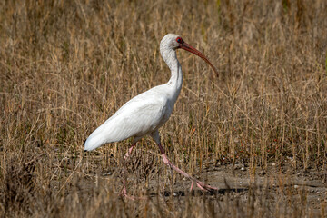 Shorebirds