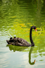 black swan on the lake