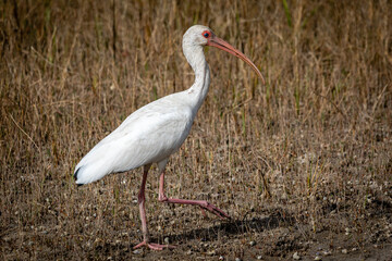 Shorebirds