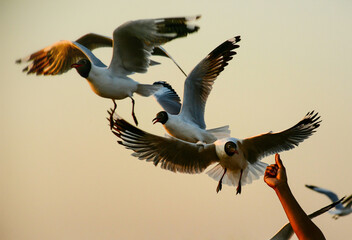 black headed gull