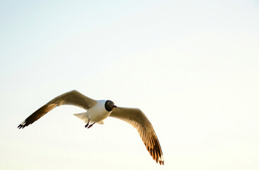 seagull in flight