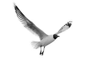 seagull in flight