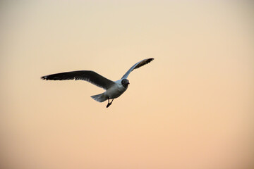 seagull in flight