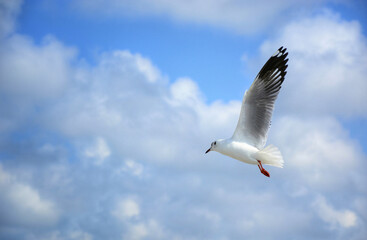 seagull in flight