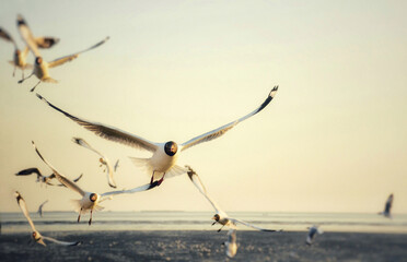 Obraz premium seagull in flight