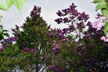 Obraz premium Blooming lilac trees in the Lilacs garden in Moscow