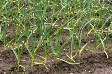 Growing garlic in the garden. Fresh green shoots of garlic growing in the field.