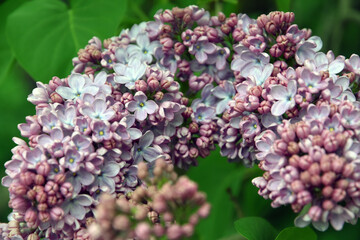 Fototapeta premium Blooming lilac trees in the Lilacs garden in Moscow