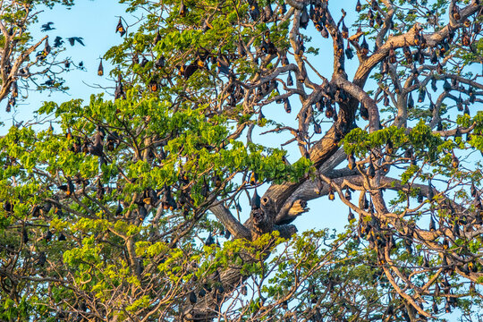 bat tree - arbre chauves souris