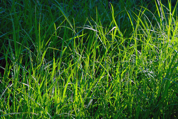 green grass background