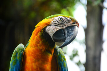 blue and yellow macaw