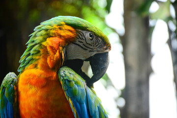 blue and yellow macaw