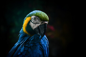 blue and yellow macaw