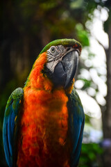blue and yellow macaw