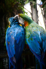 blue and yellow macaw