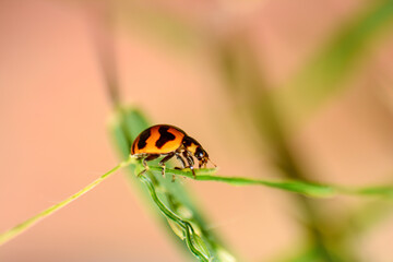 Naklejka premium ladybird on a leaf