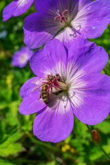 Fototapeta Rośliny i kwiaty w Parku Lotników w Krakowie. Zbliżenie na pszczołę zbierająca nektar na fioletowym kwiecie. obraz