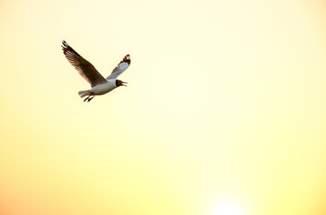 seagull in flight