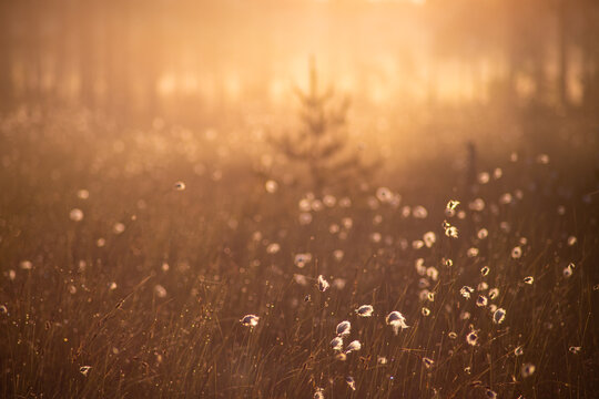 Foggy morning and sun rays on a swamp