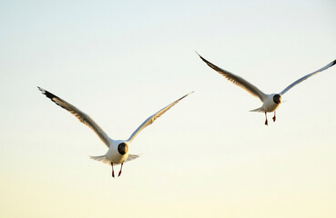 seagull in flight