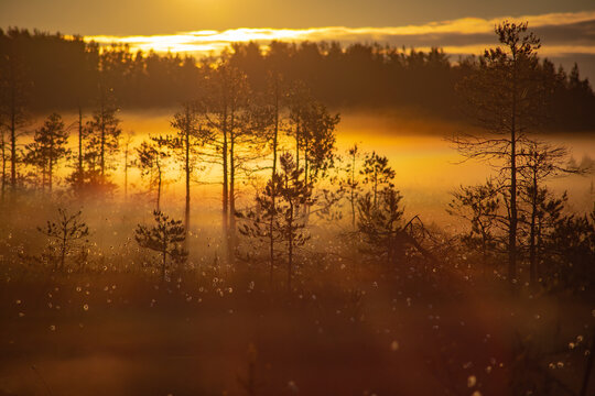 Foggy morning and sun rays on a swamp