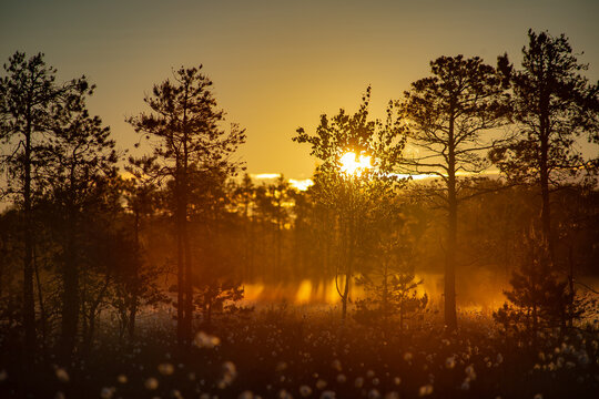 Foggy morning and sun rays on a swamp
