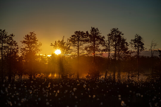 Foggy morning and sun rays on a swamp