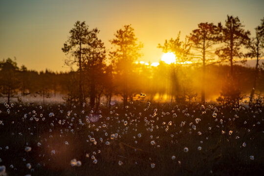 Foggy morning and sun rays on a swamp