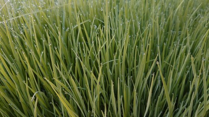 rice seeds with dewdrops in the morning