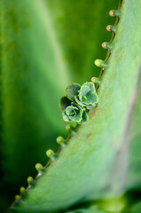 Naklejka premium dew on a leaf