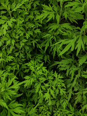 Abstract green leaves nature texture background. Creative layout for design