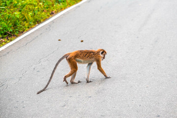 Macaque singe sri lanka