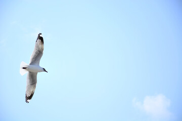 seagull in flight