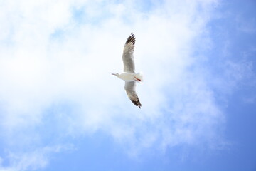 seagull in flight
