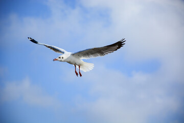 seagull in flight