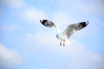bird in flight