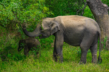 Naklejka na ściany i meble safari éléphants sri lanka asie 