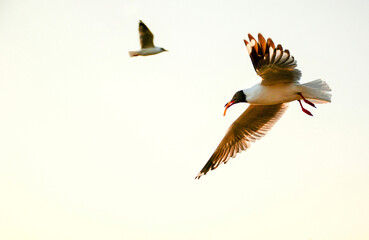 bird in flight