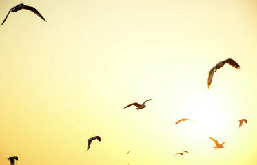 birds flying in the sky