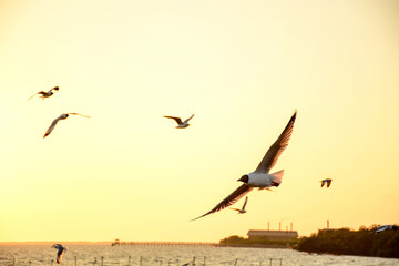 birds in the sunset