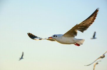 seagull in flight