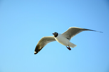 Obraz premium seagull in flight