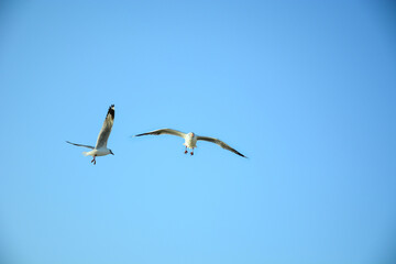 birds in flight