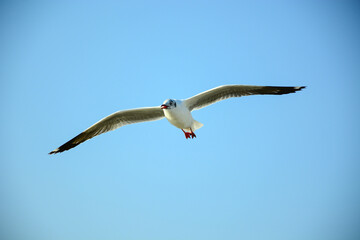 seagull in flight