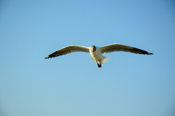 seagull in flight