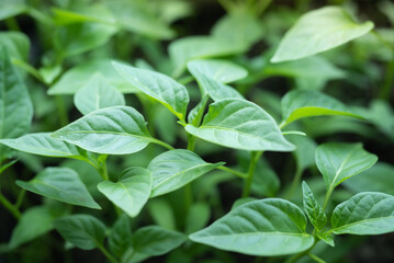 close up of green young pepper leaves