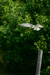 eagle in flight