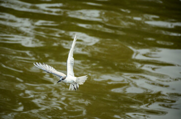 seagull in flight