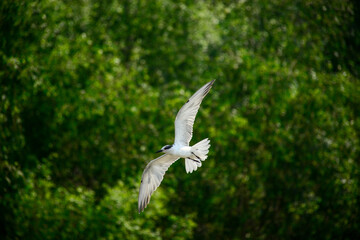 seagull in flight